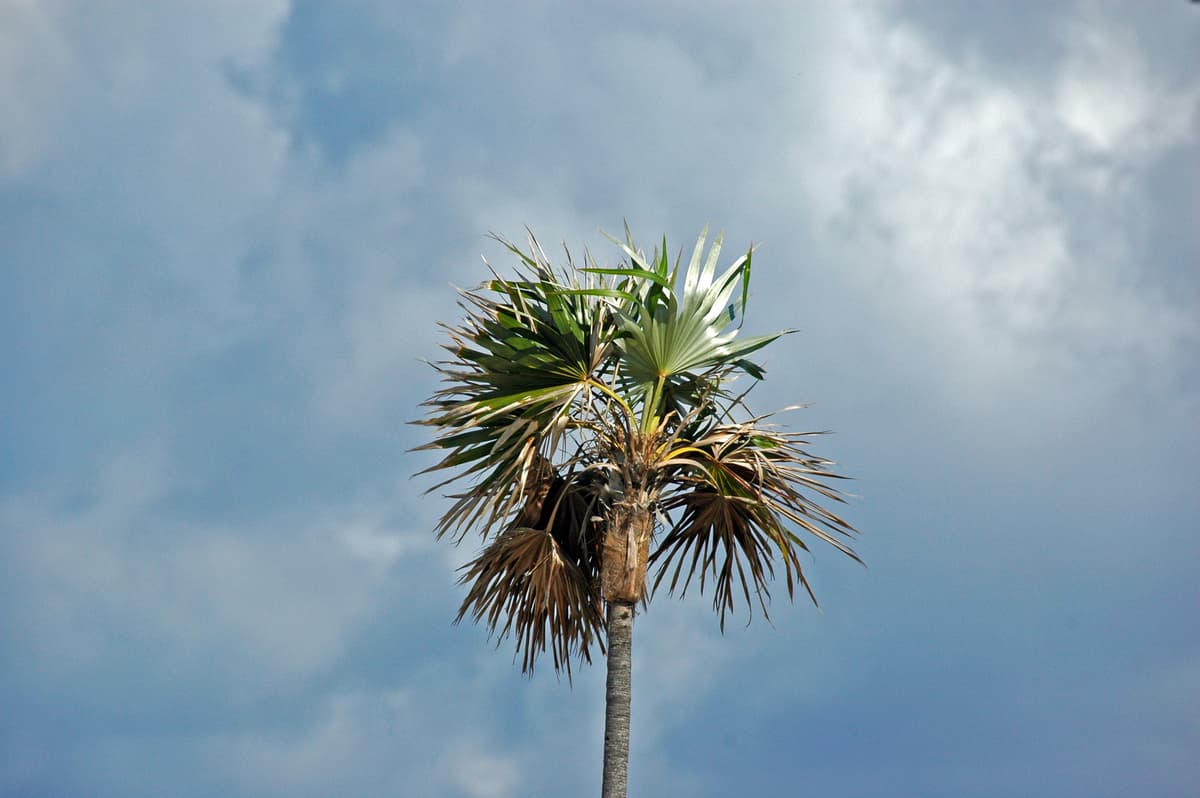 Botanical specimen of Coccothrinax Argentata.
