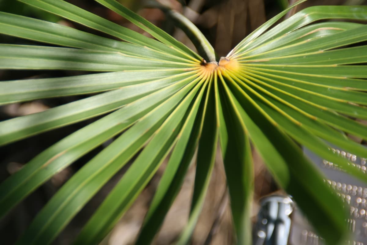 Botanical specimen of Coccothrinax Argentata.