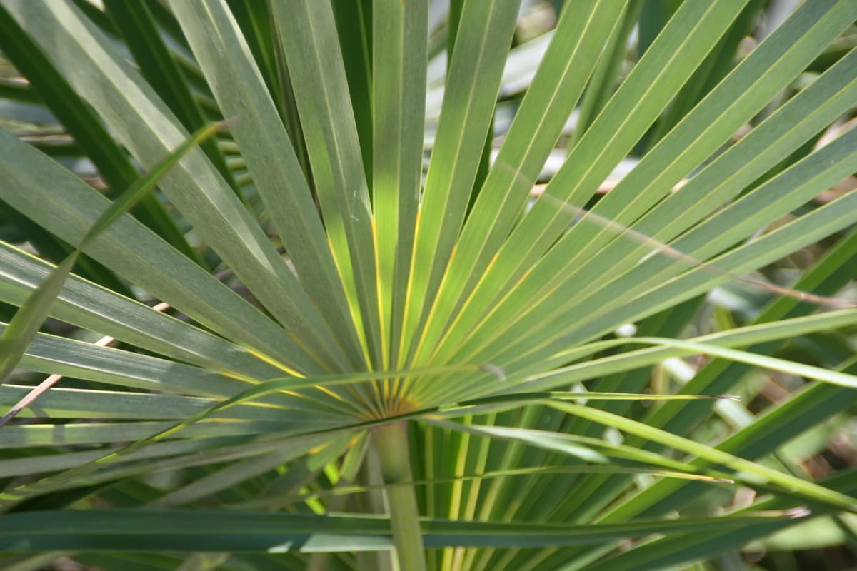 Botanical specimen of Coccothrinax Argentata.