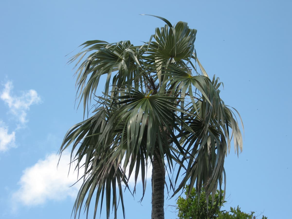 Botanical specimen of Coccothrinax Argentata.