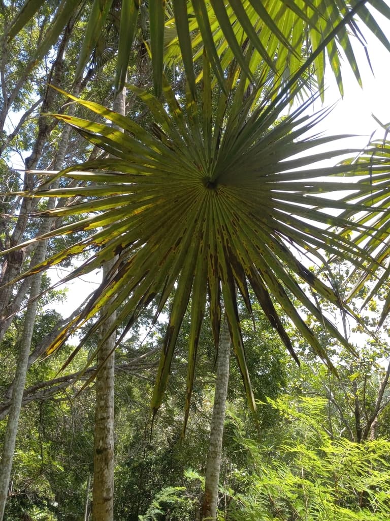 Botanical specimen of Coccothrinax Argentea.