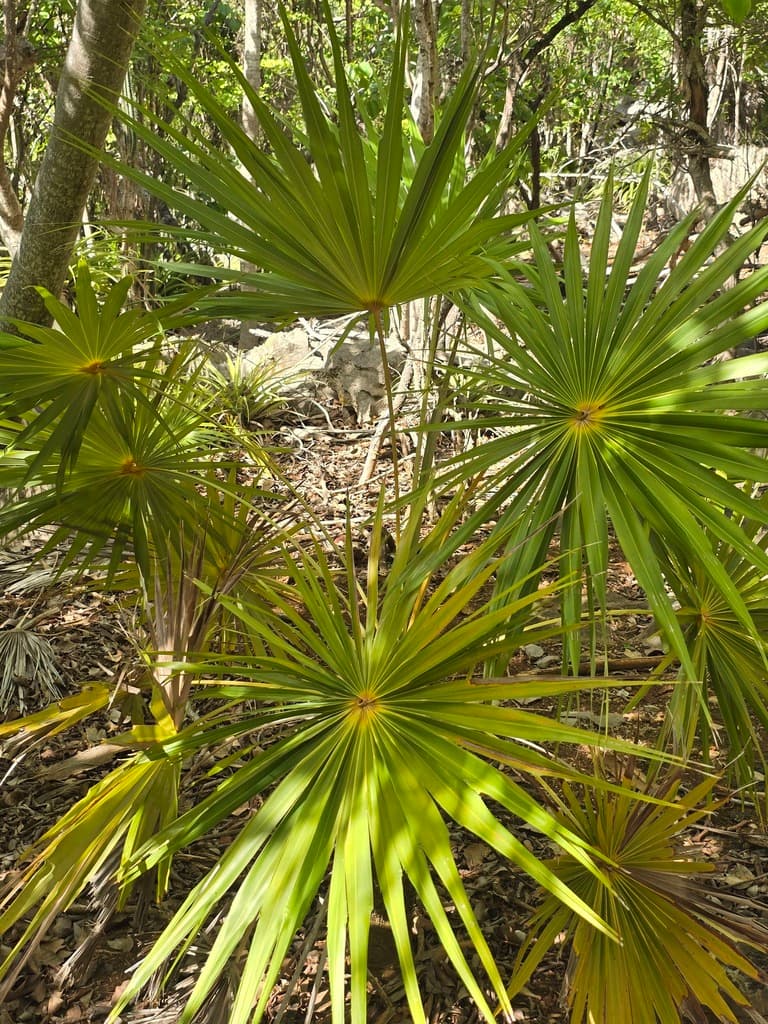 Botanical specimen of Coccothrinax Barbadensis.