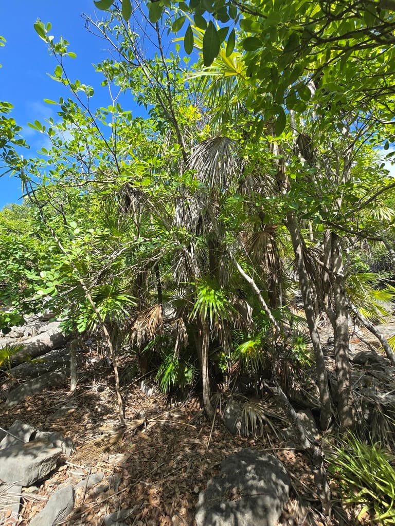 Botanical specimen of Coccothrinax Barbadensis.
