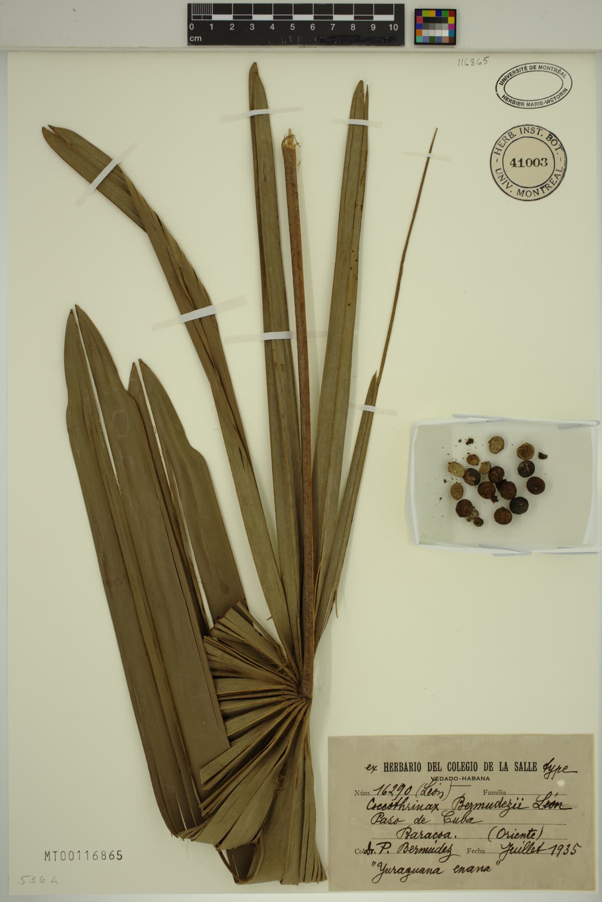 Botanical specimen of Coccothrinax Bermudezii.