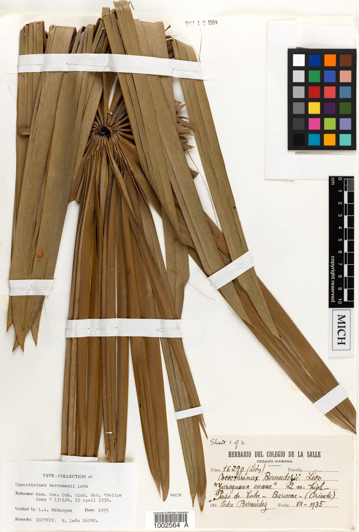 Botanical specimen of Coccothrinax Bermudezii.