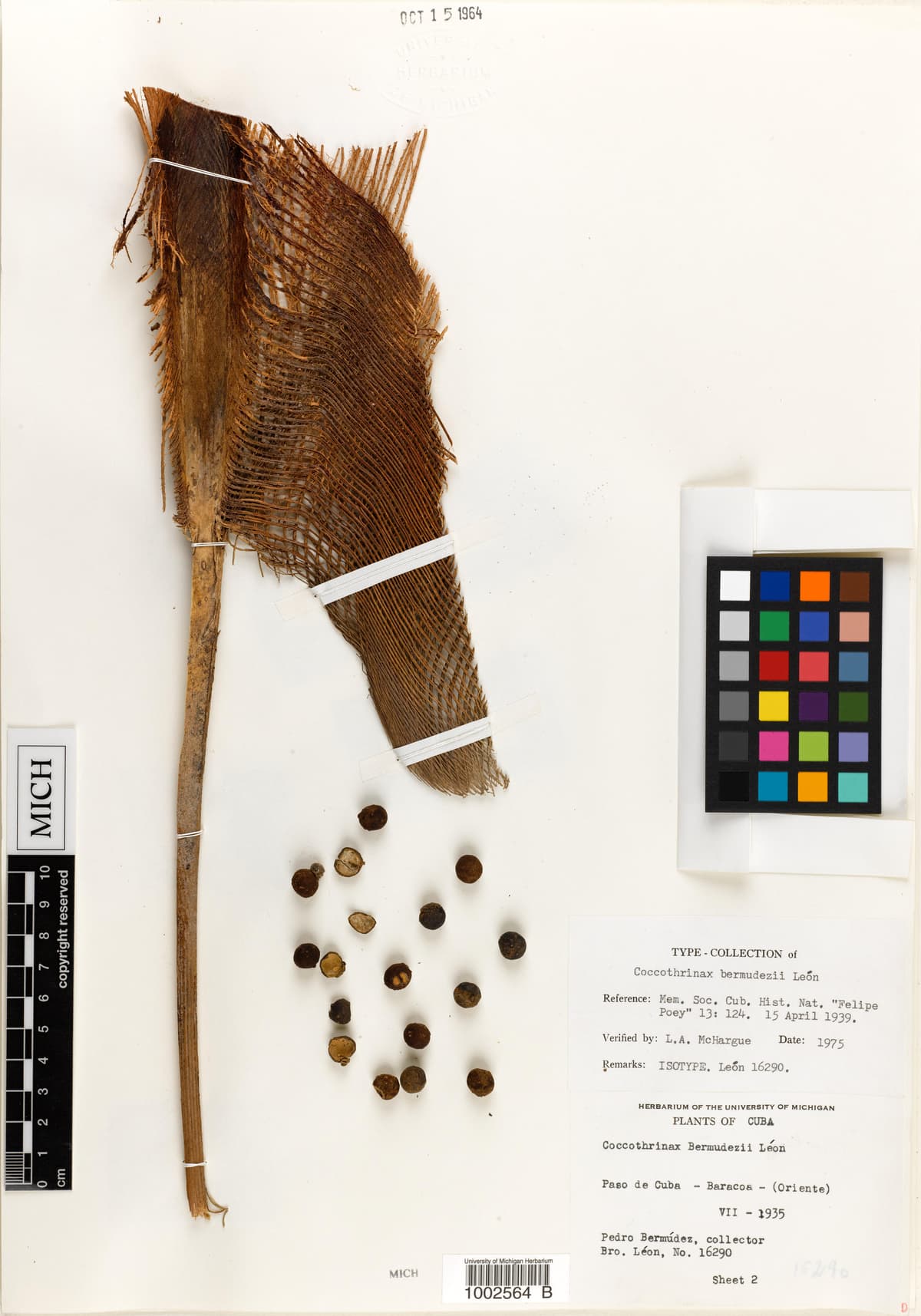 Botanical specimen of Coccothrinax Bermudezii.