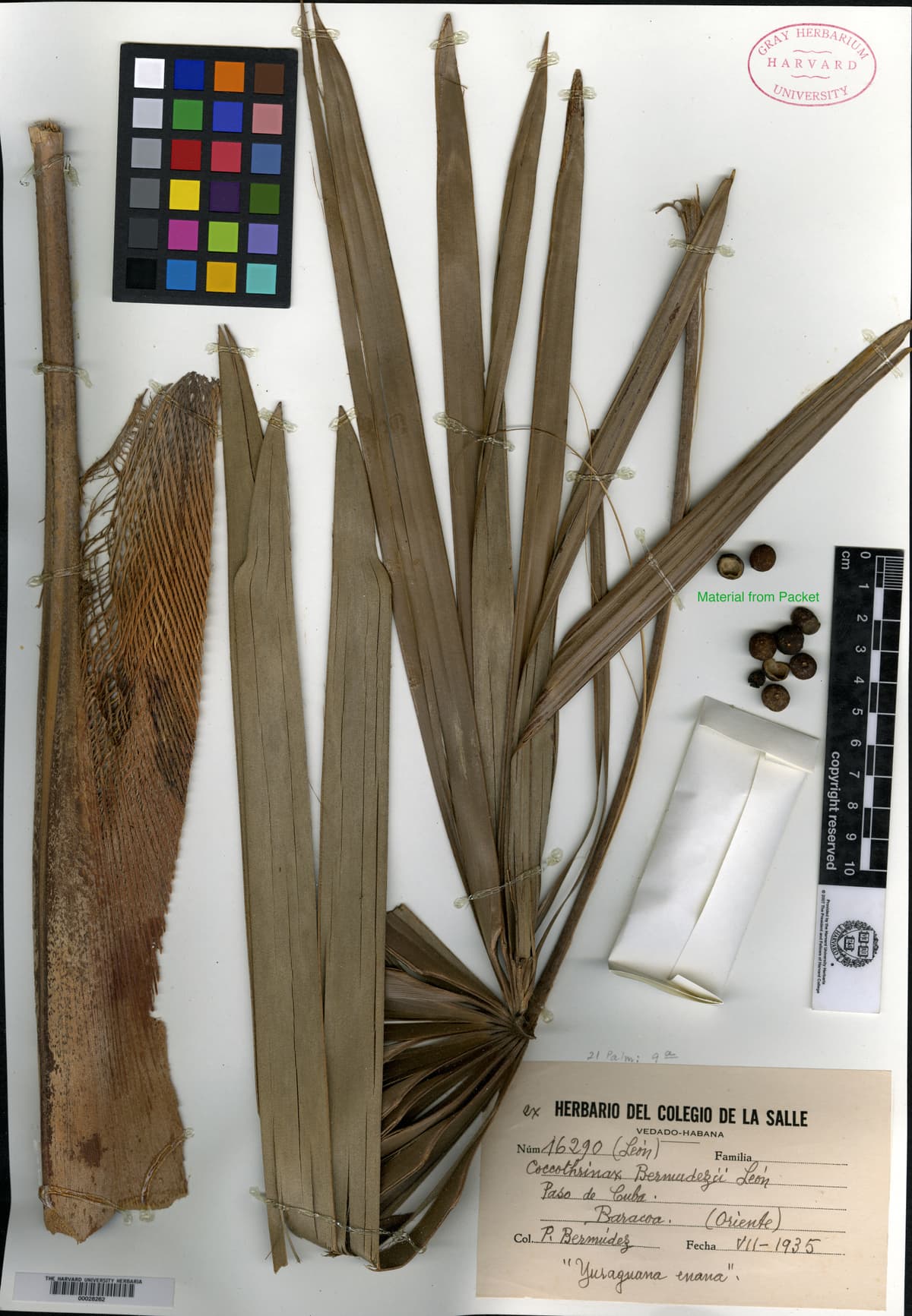 Botanical specimen of Coccothrinax Bermudezii.