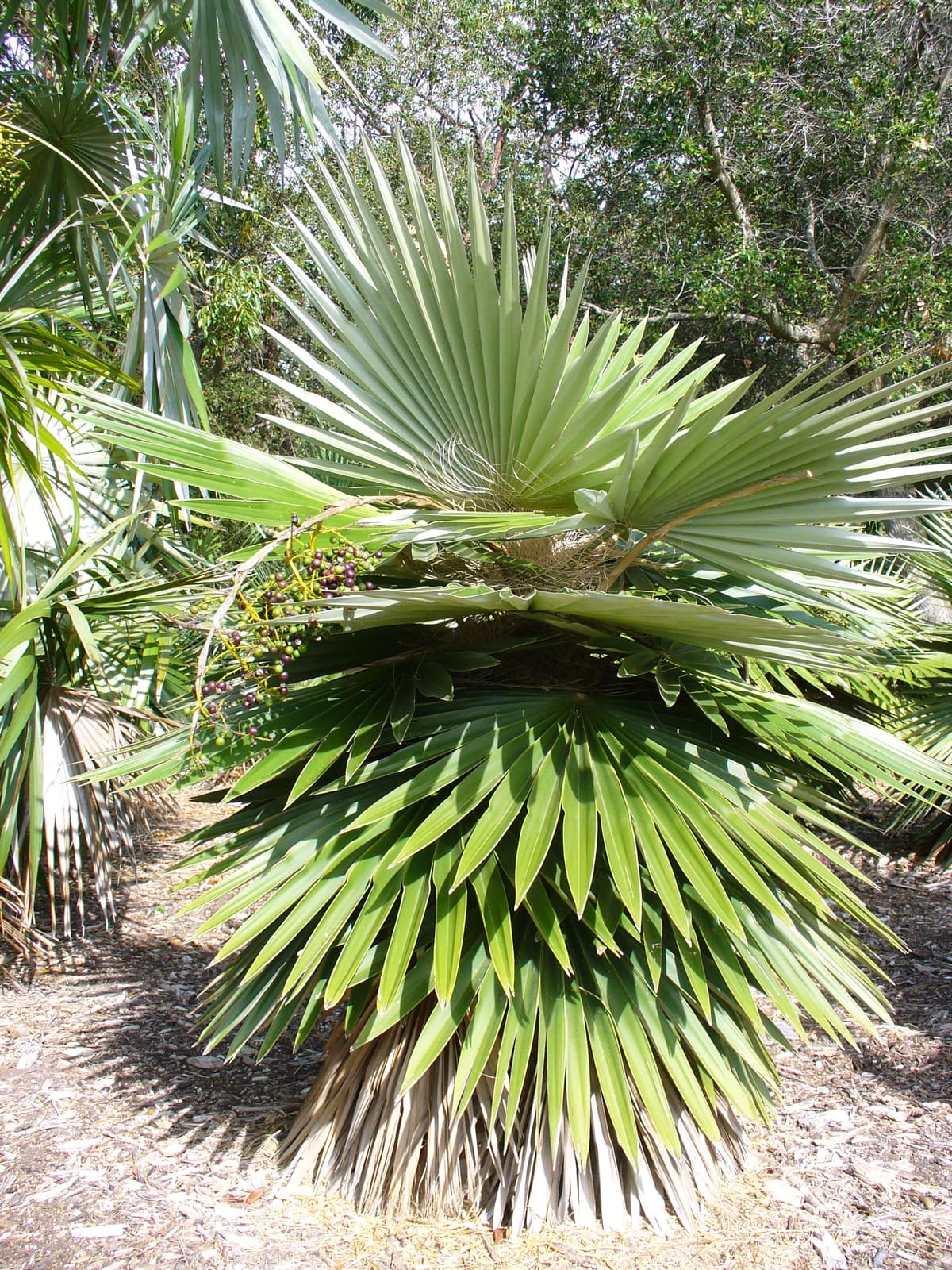Botanical specimen of Coccothrinax Borhidiana.