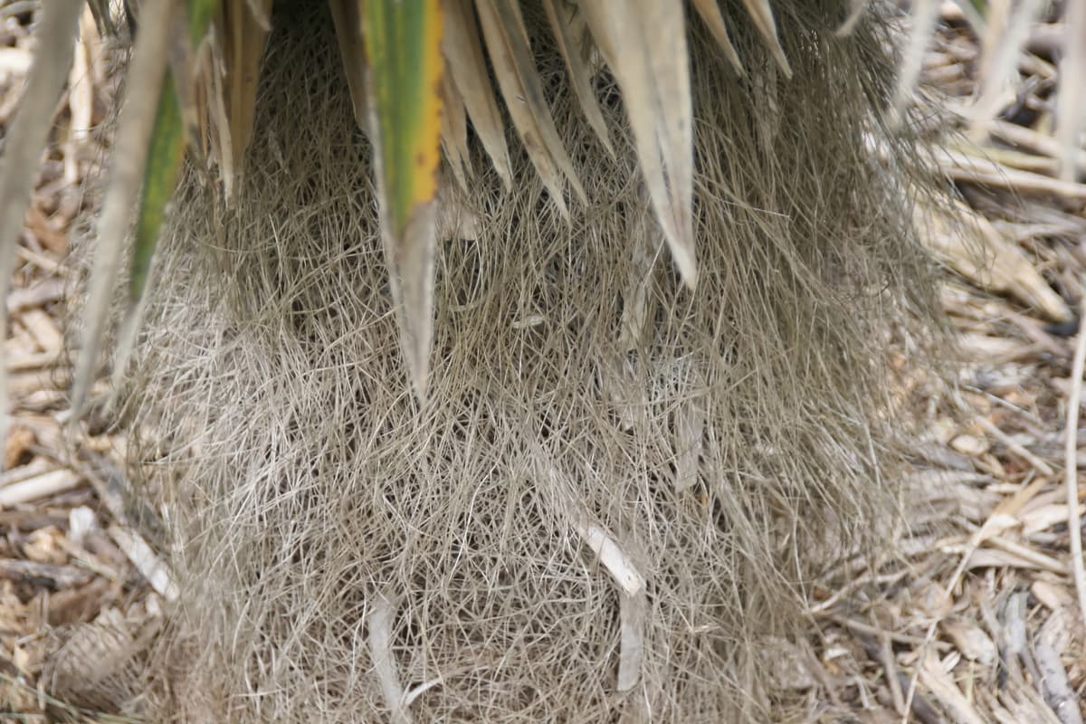 Botanical specimen of Coccothrinax Borhidiana.