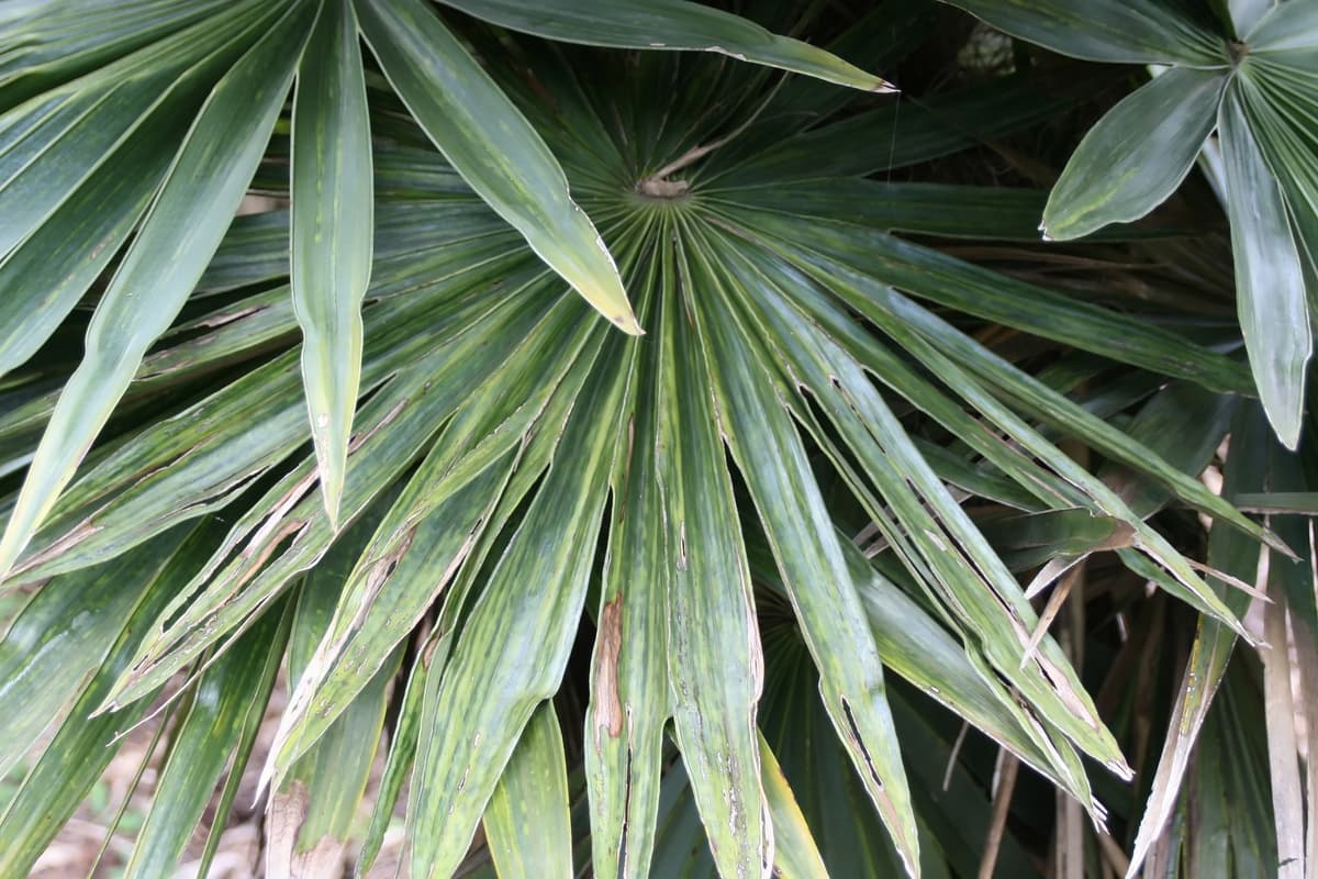 Botanical specimen of Coccothrinax Borhidiana.
