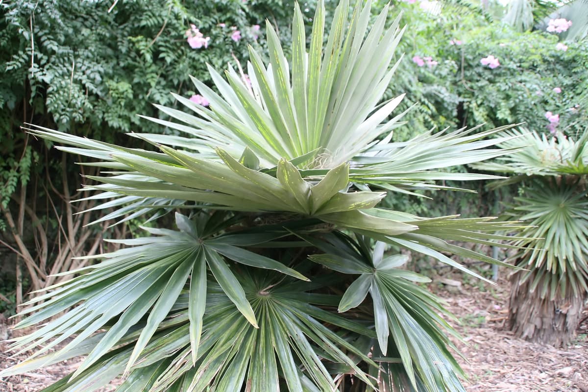 Botanical specimen of Coccothrinax Borhidiana.