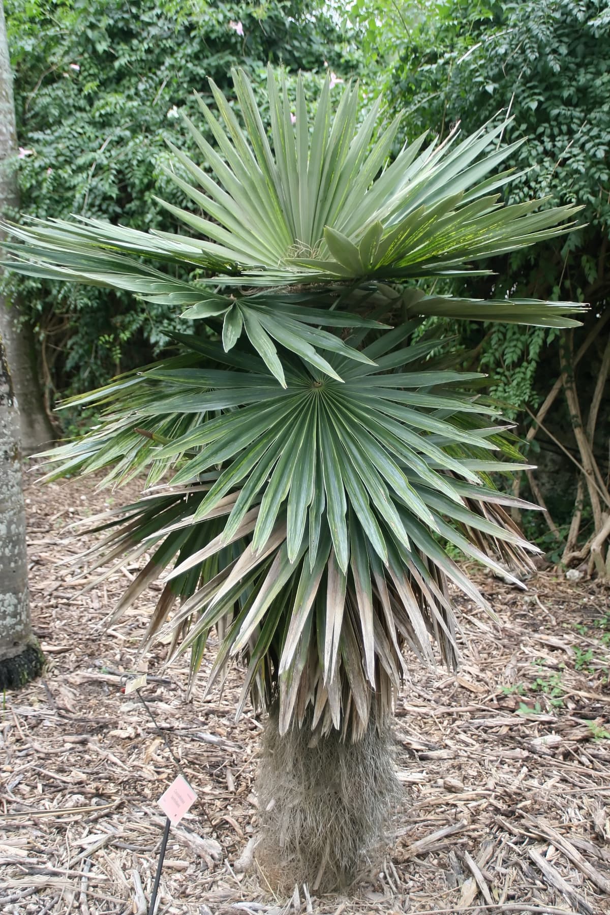 Botanical specimen of Coccothrinax Borhidiana.