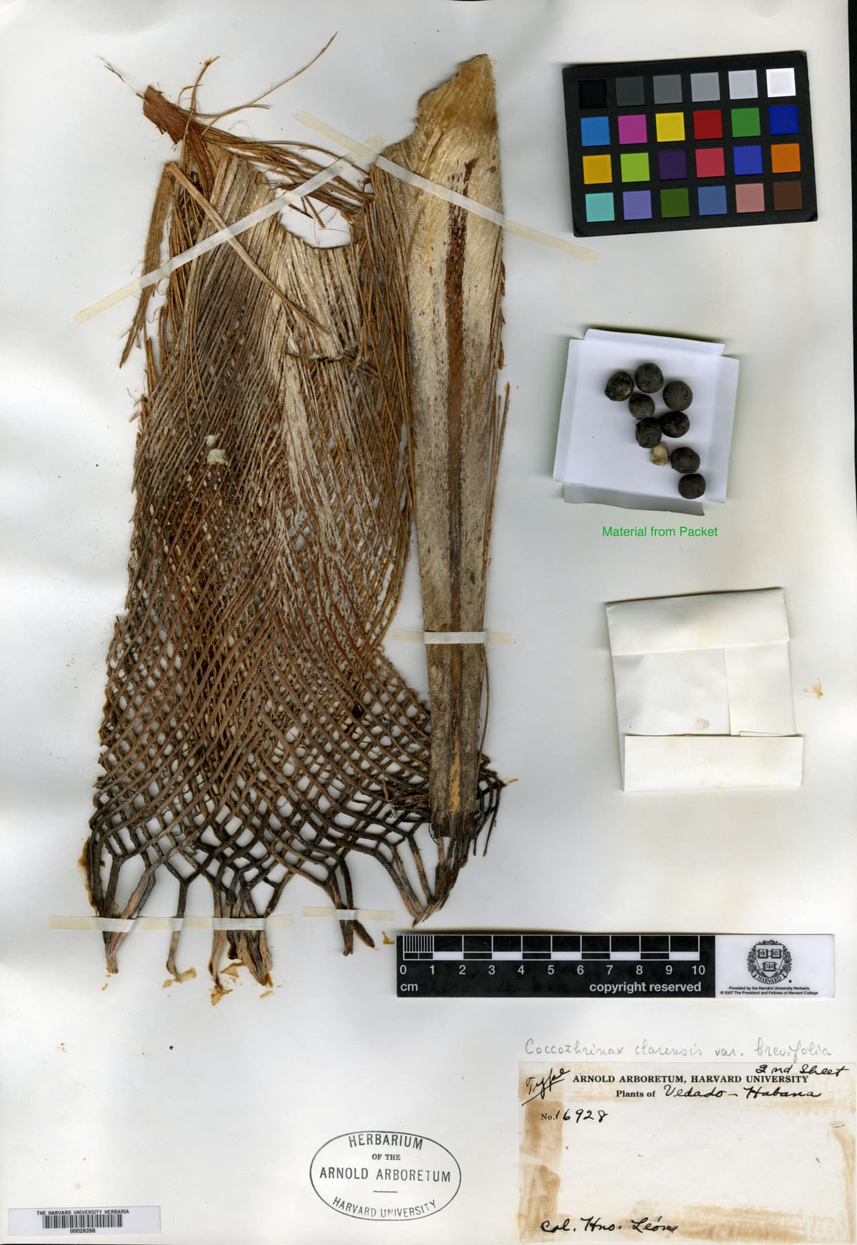 Botanical specimen of Coccothrinax Clarensis.