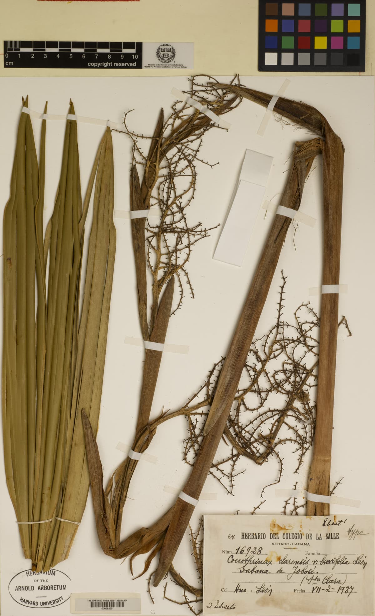 Botanical specimen of Coccothrinax Clarensis.