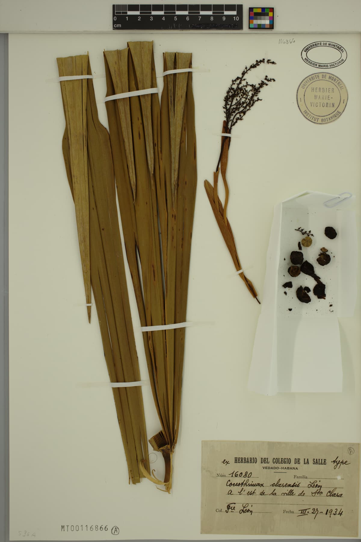 Botanical specimen of Coccothrinax Clarensis.