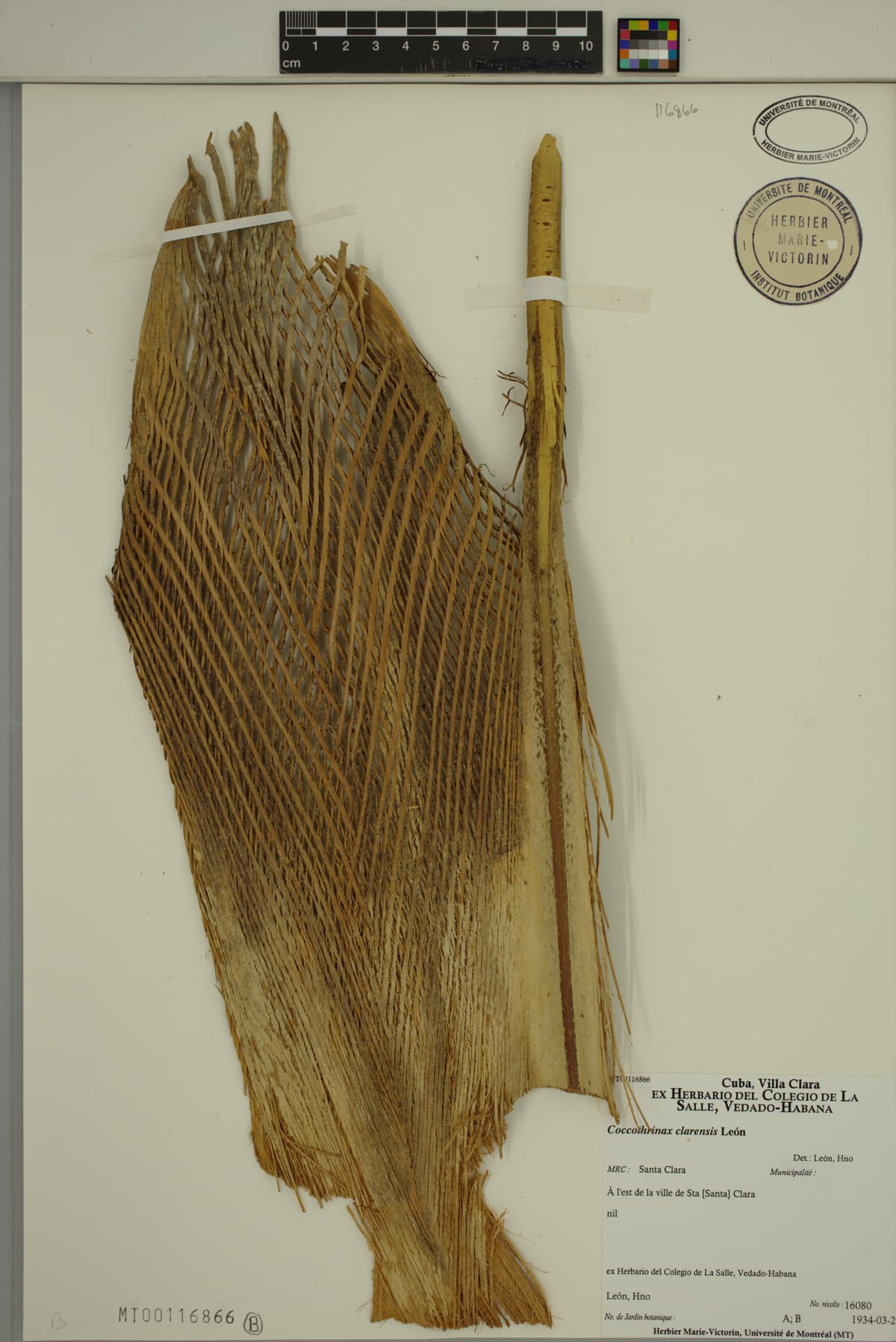 Botanical specimen of Coccothrinax Clarensis.