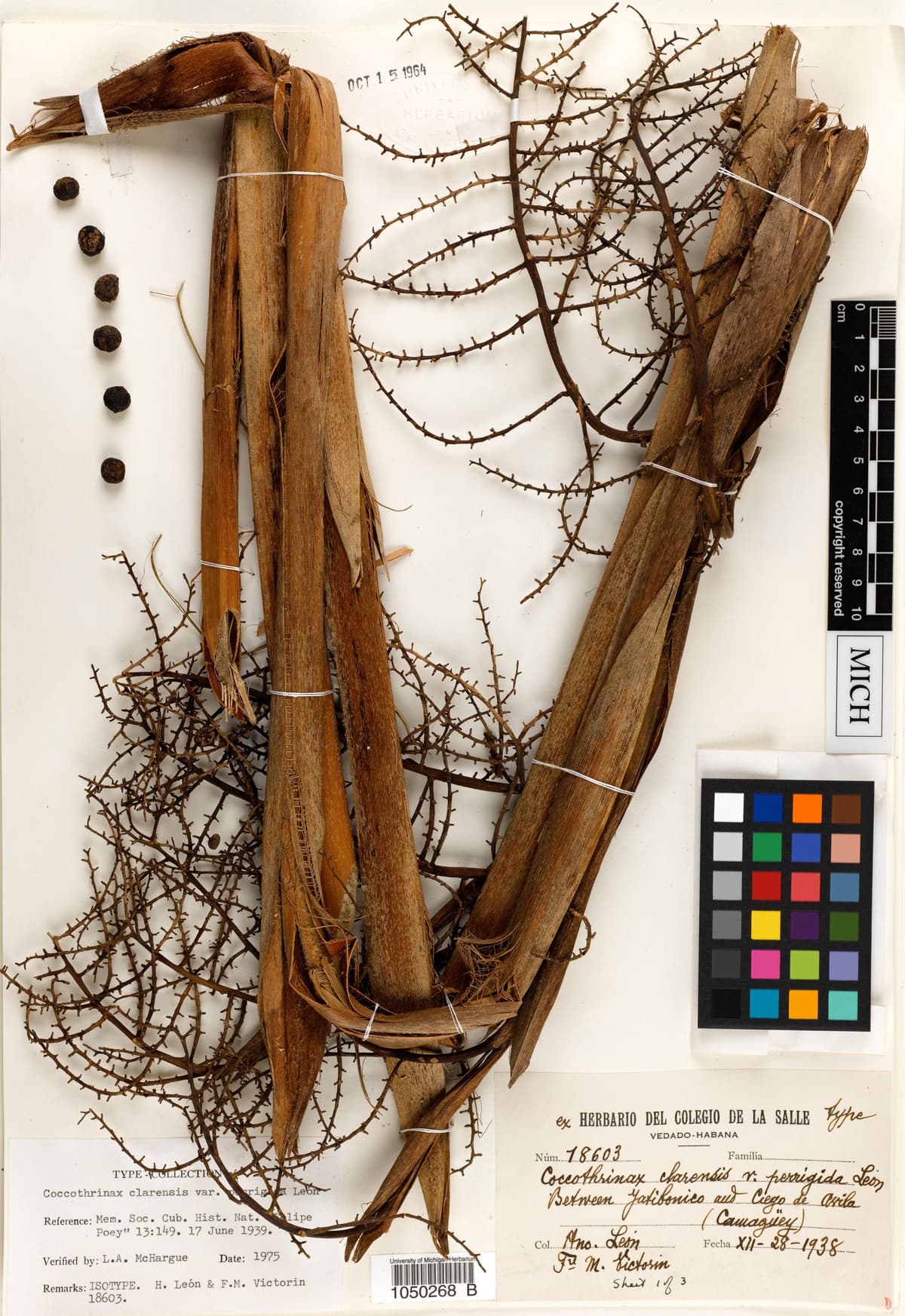 Botanical specimen of Coccothrinax Clarensis.