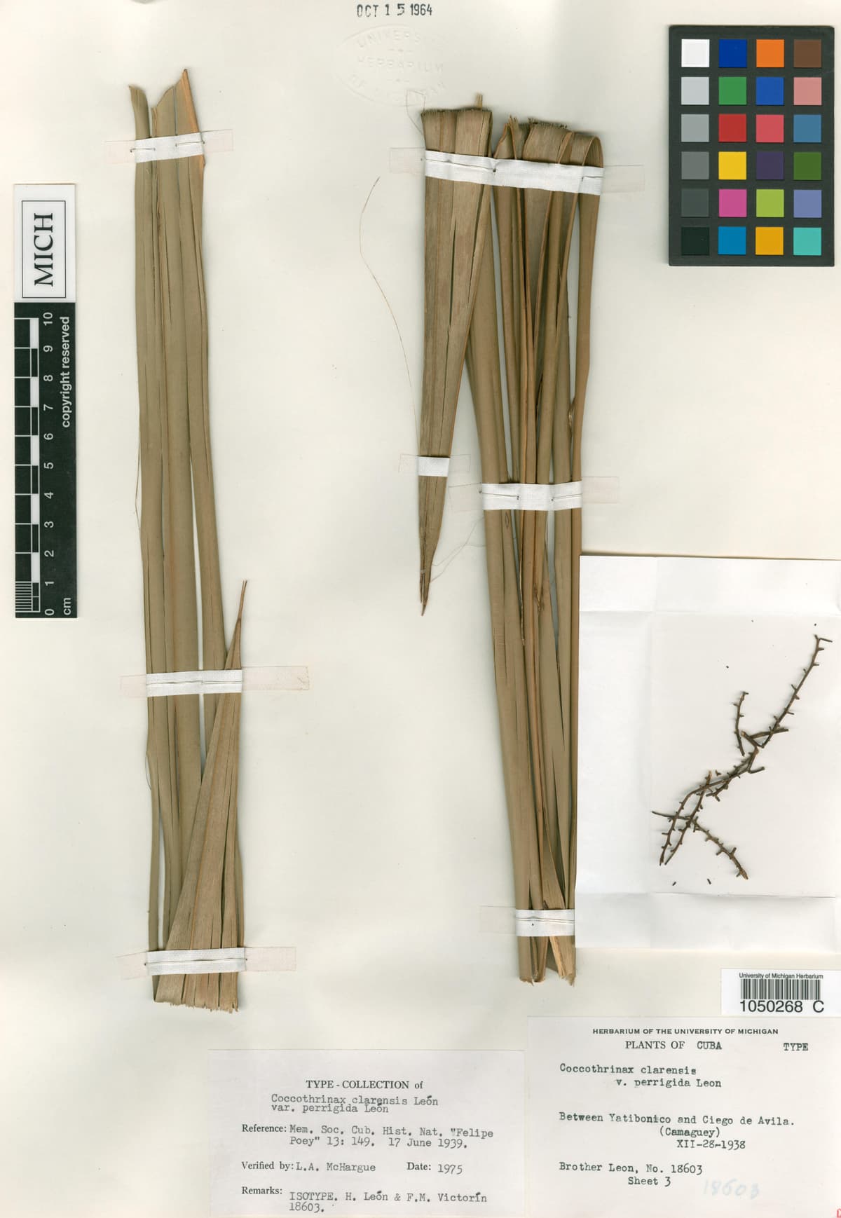 Botanical specimen of Coccothrinax Clarensis.