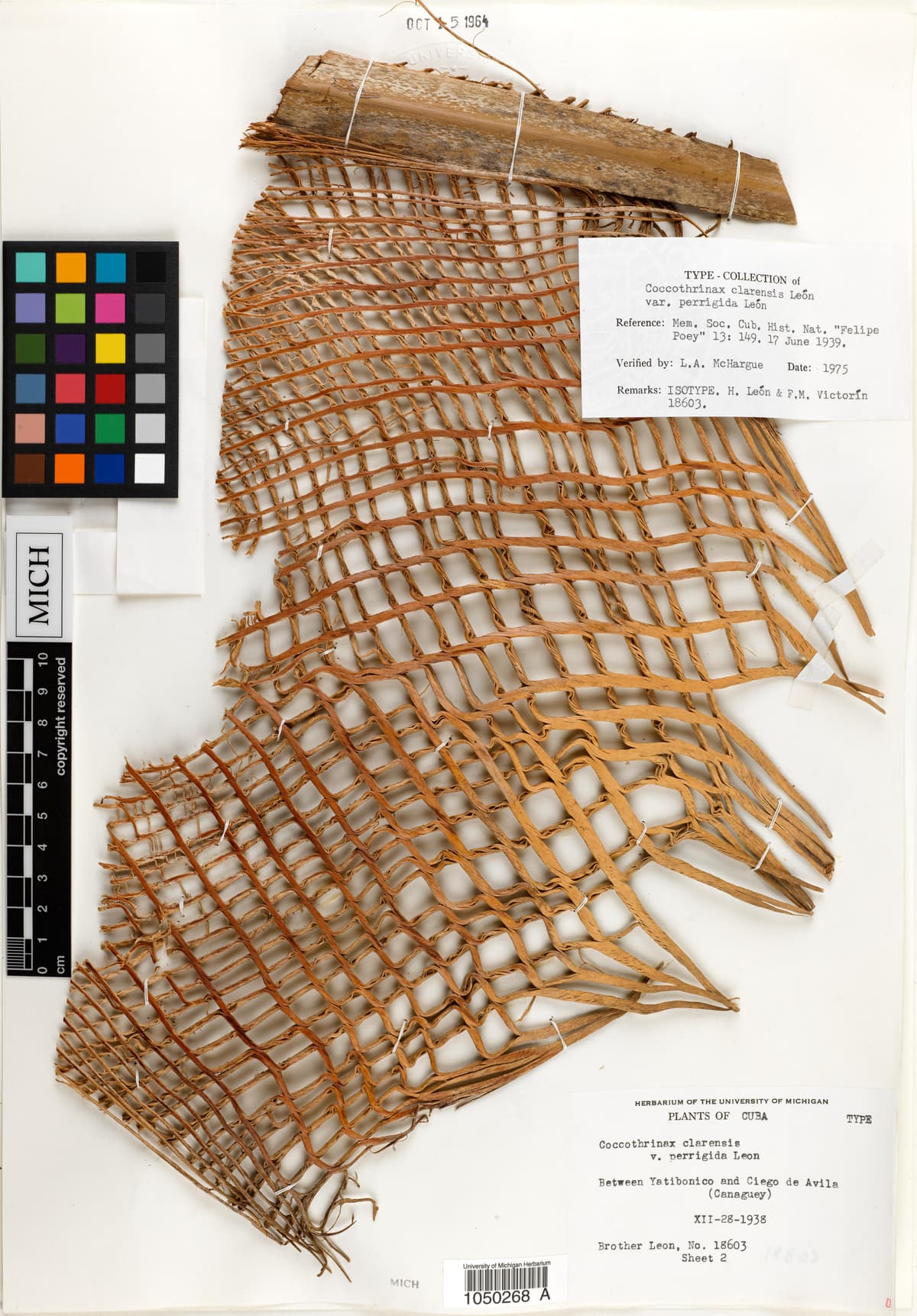 Botanical specimen of Coccothrinax Clarensis.