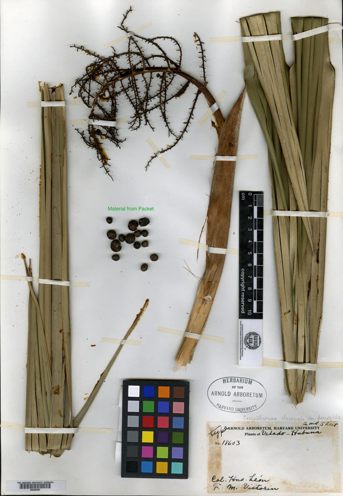 Botanical specimen of Coccothrinax Clarensis.