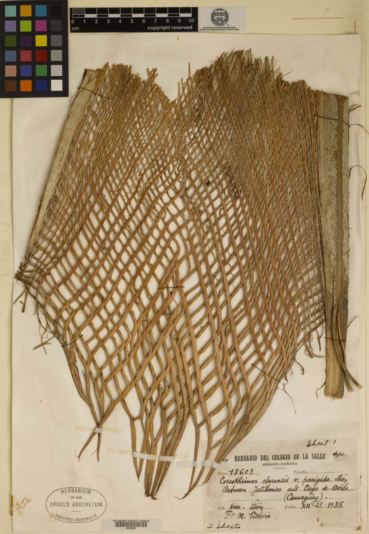 Botanical specimen of Coccothrinax Clarensis.
