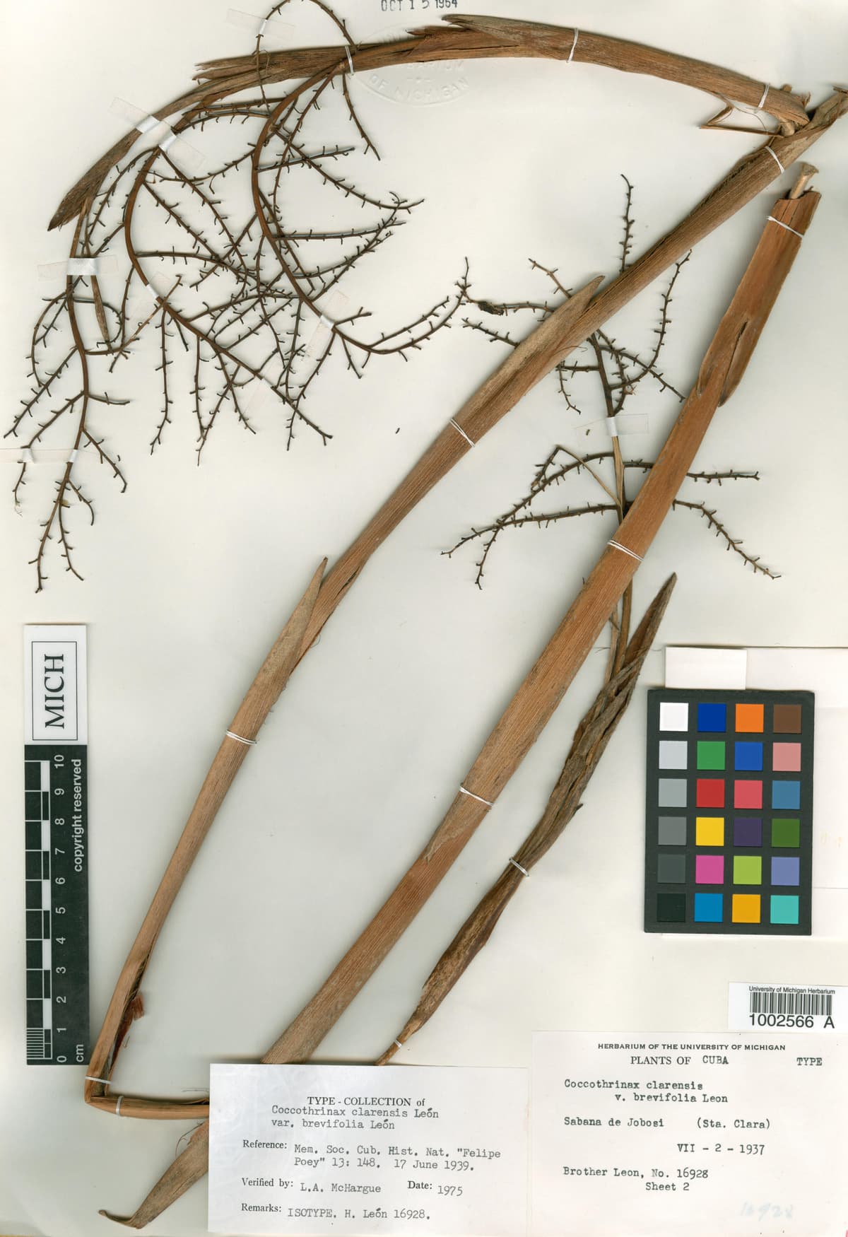 Botanical specimen of Coccothrinax Clarensis.