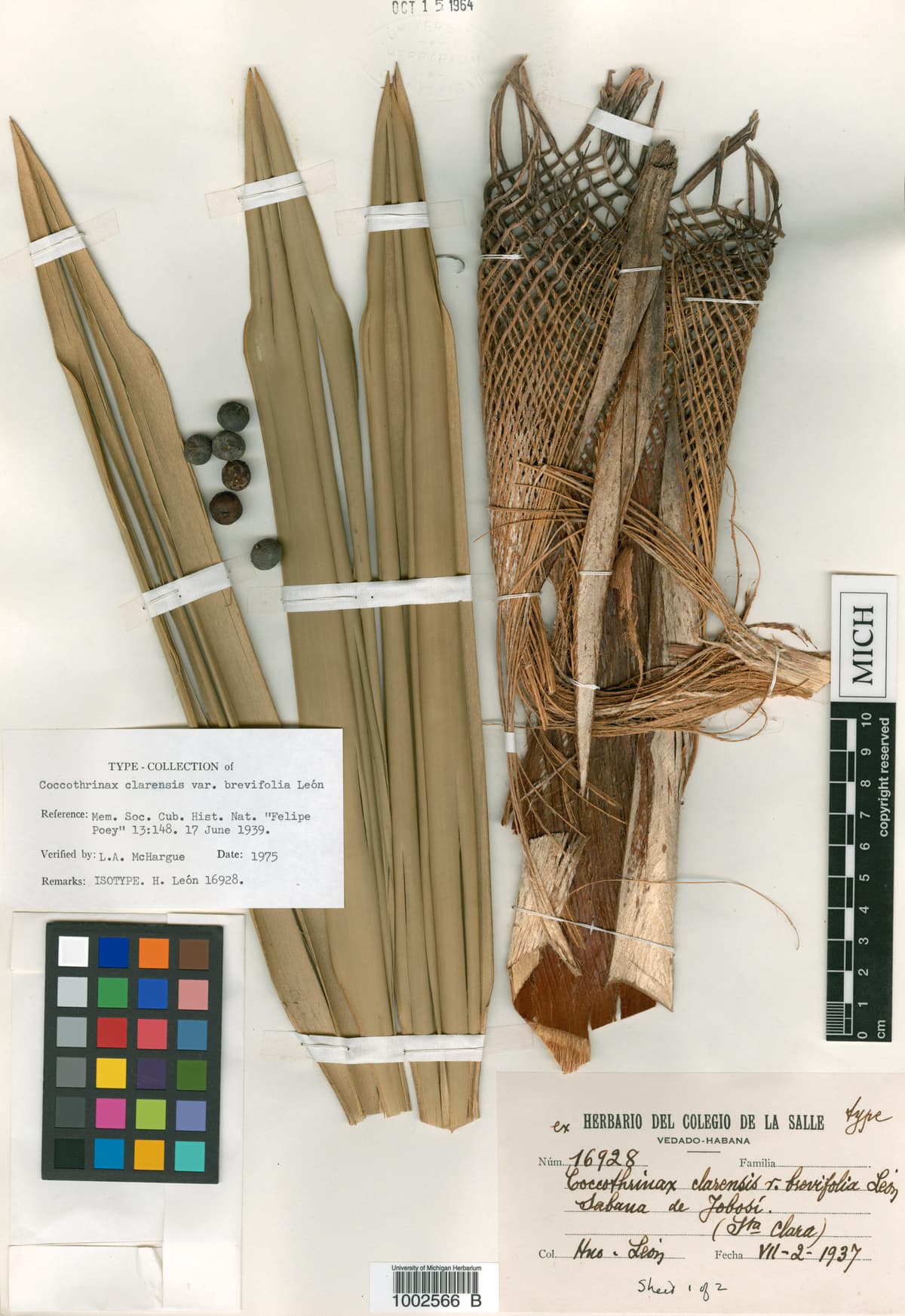 Botanical specimen of Coccothrinax Clarensis.