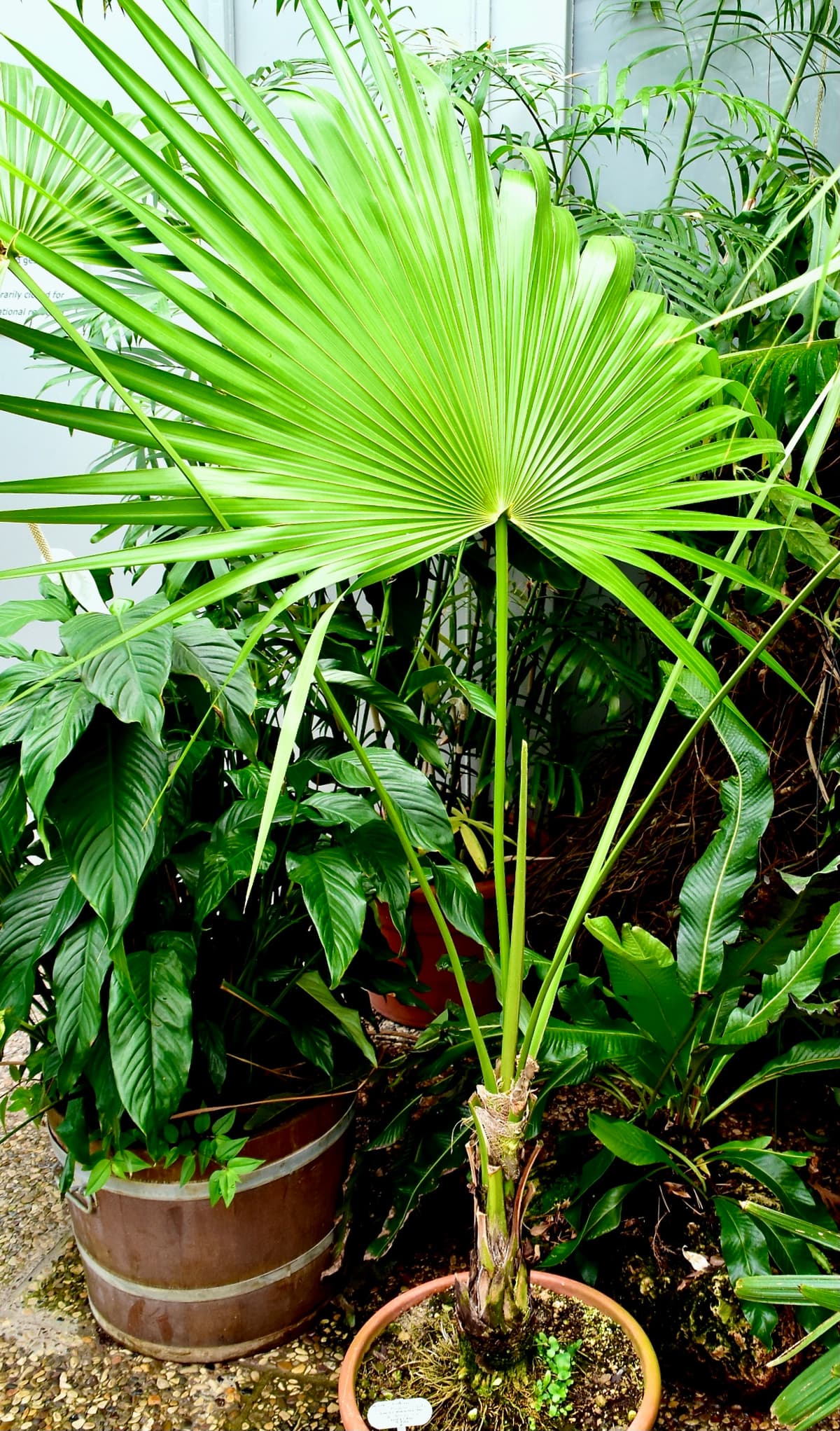 Botanical specimen of Coccothrinax Crinita.