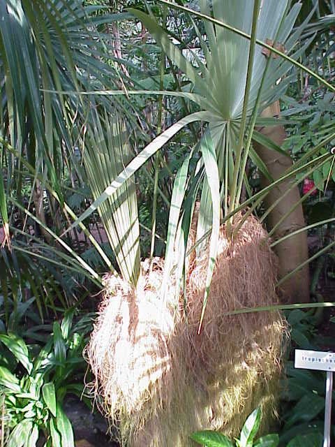 Botanical specimen of Coccothrinax Crinita.