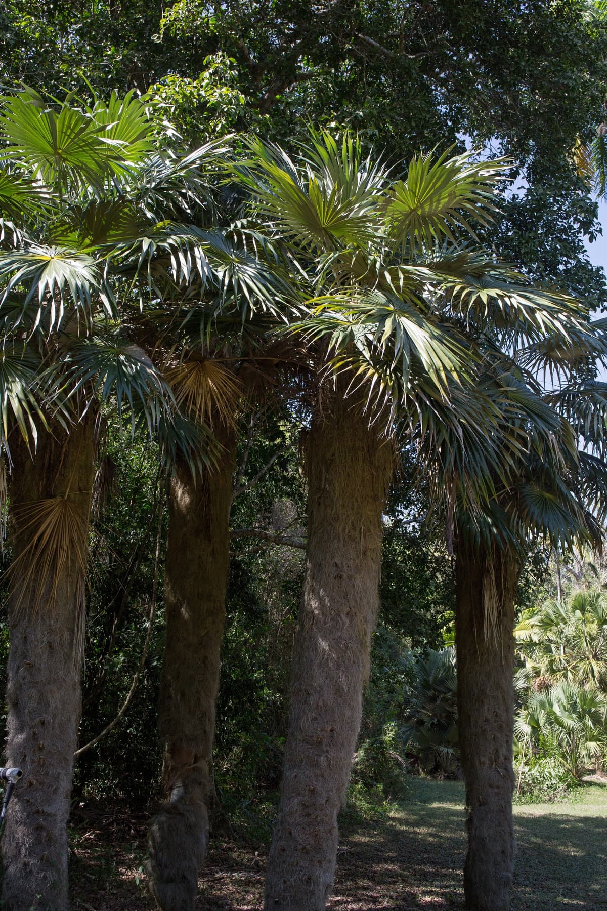 Botanical specimen of Coccothrinax Crinita.