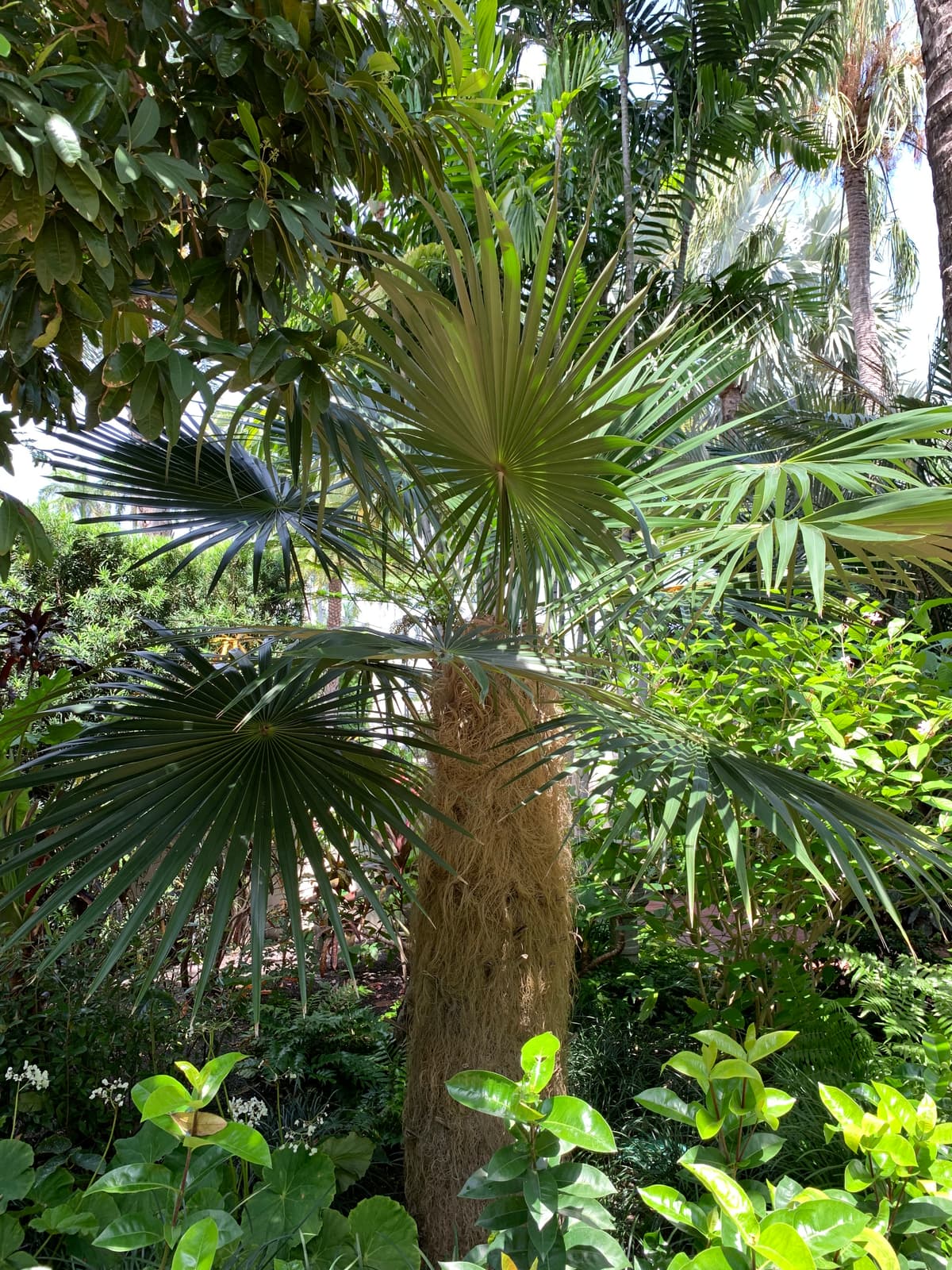 Botanical specimen of Coccothrinax Crinita.