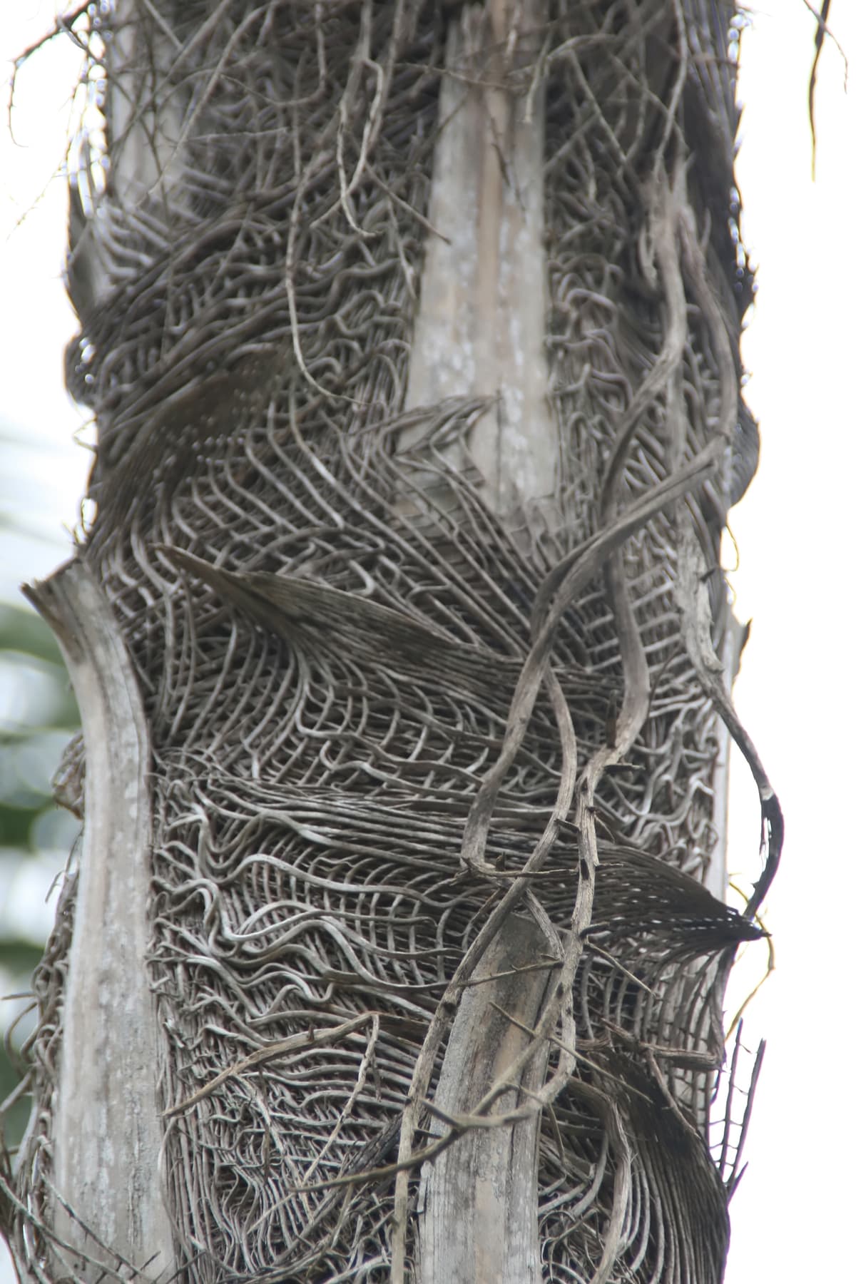 Botanical specimen of Coccothrinax Cupularis.