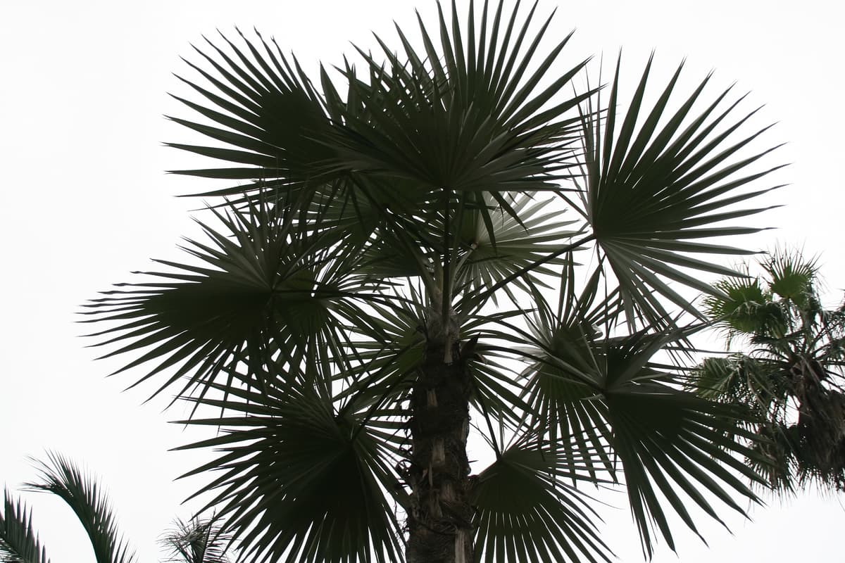 Botanical specimen of Coccothrinax Cupularis.
