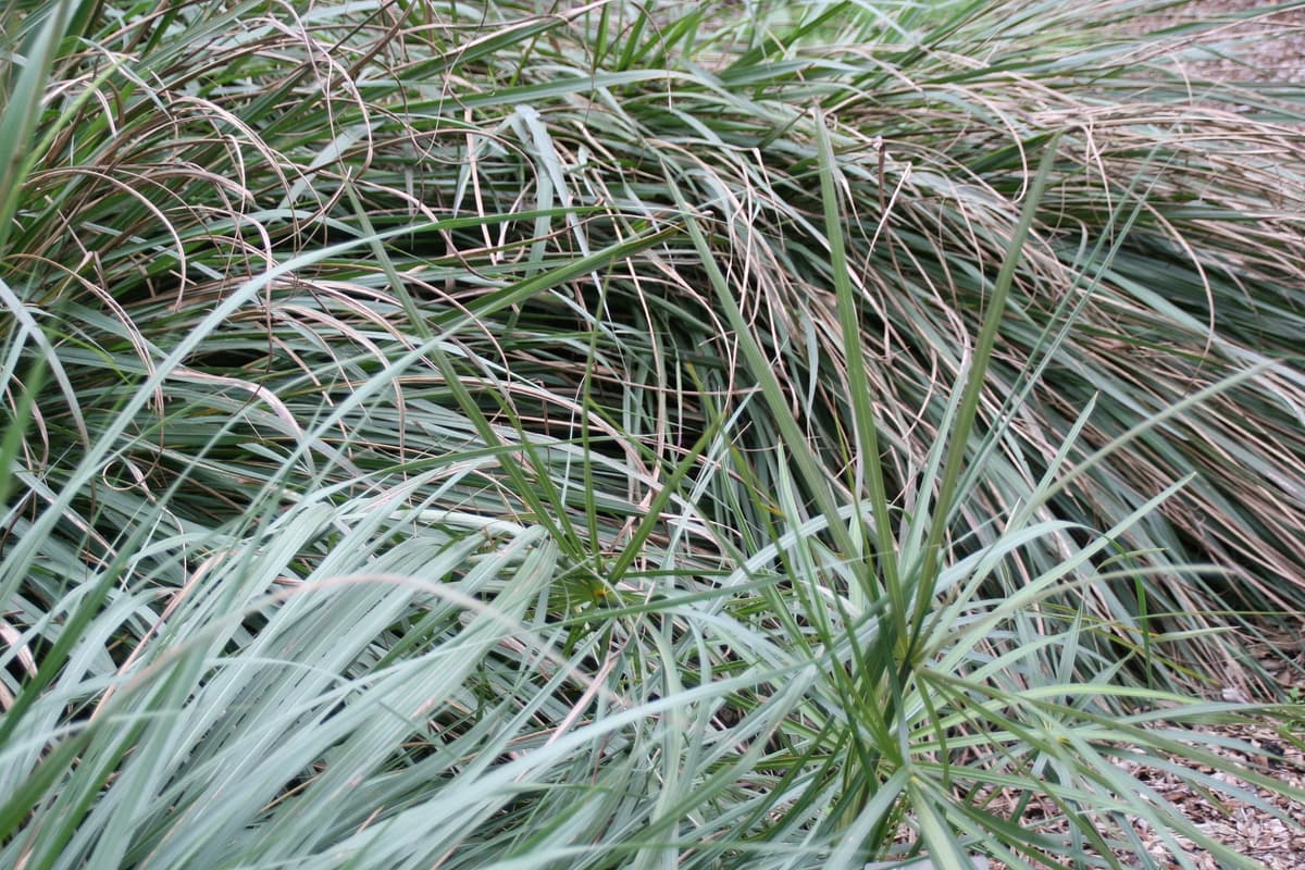 Botanical specimen of Coccothrinax Ekmanii.