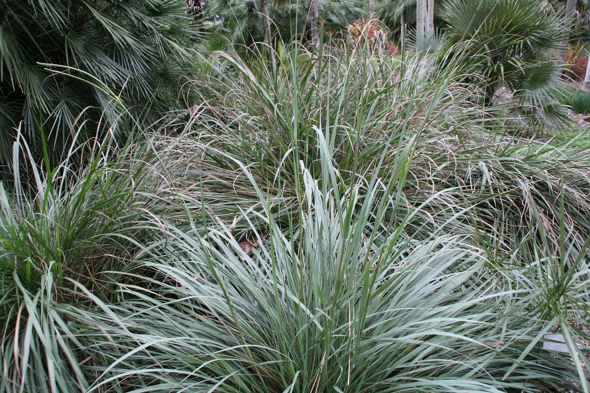 Botanical specimen of Coccothrinax Ekmanii.