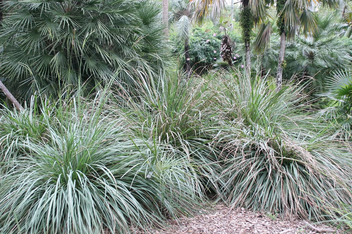 Botanical specimen of Coccothrinax Ekmanii.