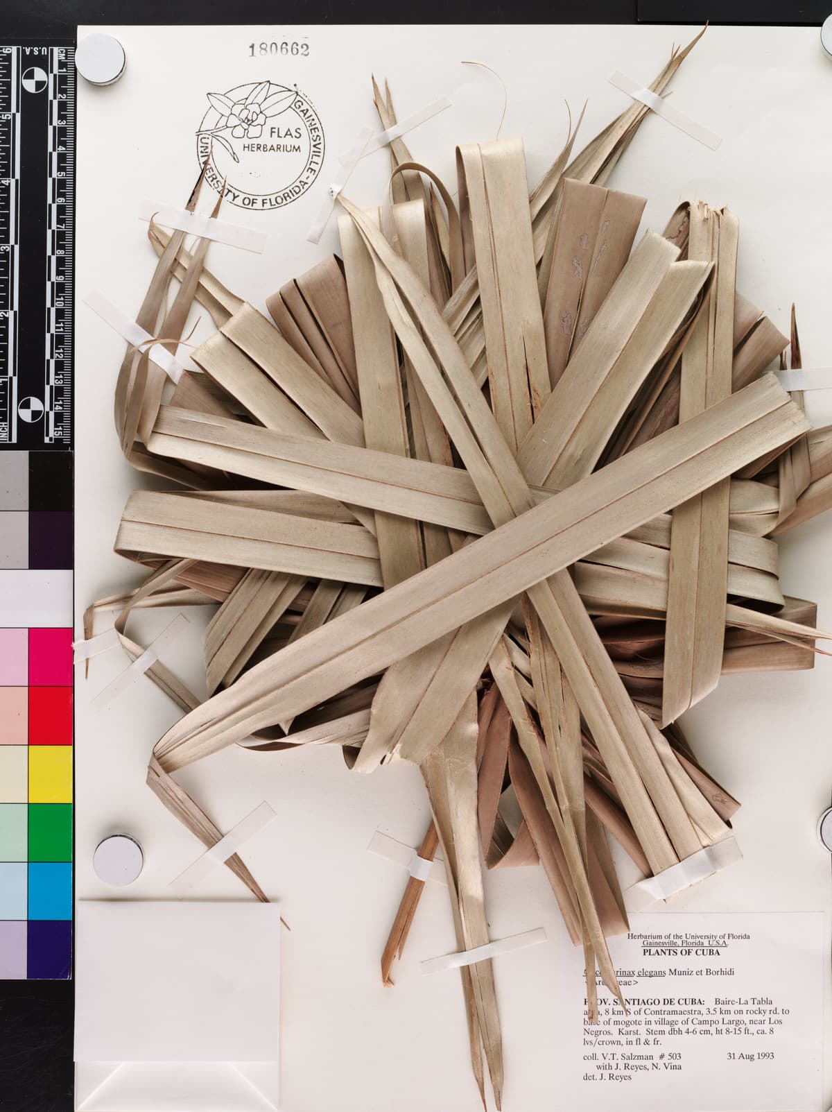 Botanical specimen of Coccothrinax Elegans.