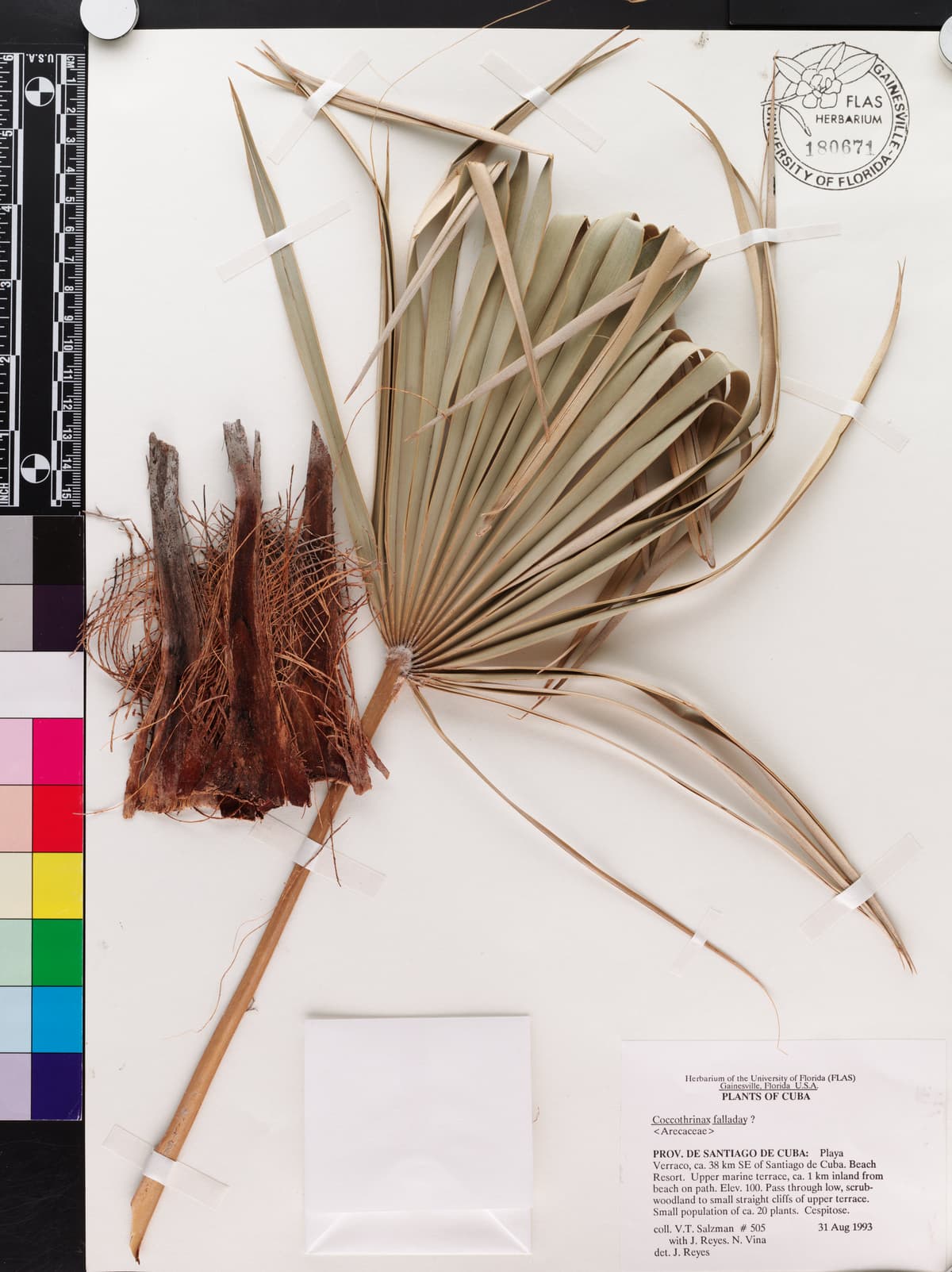 Botanical specimen of Coccothrinax Fagildei.