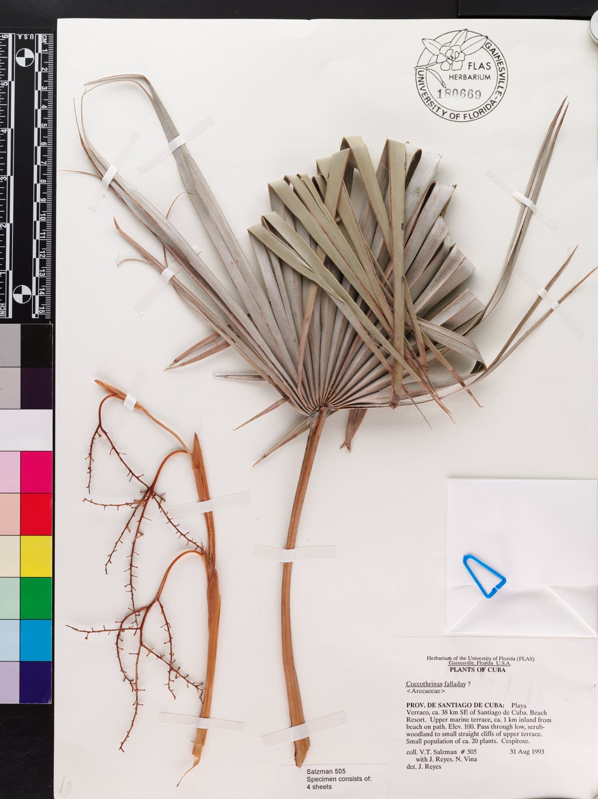 Botanical specimen of Coccothrinax Fagildei.