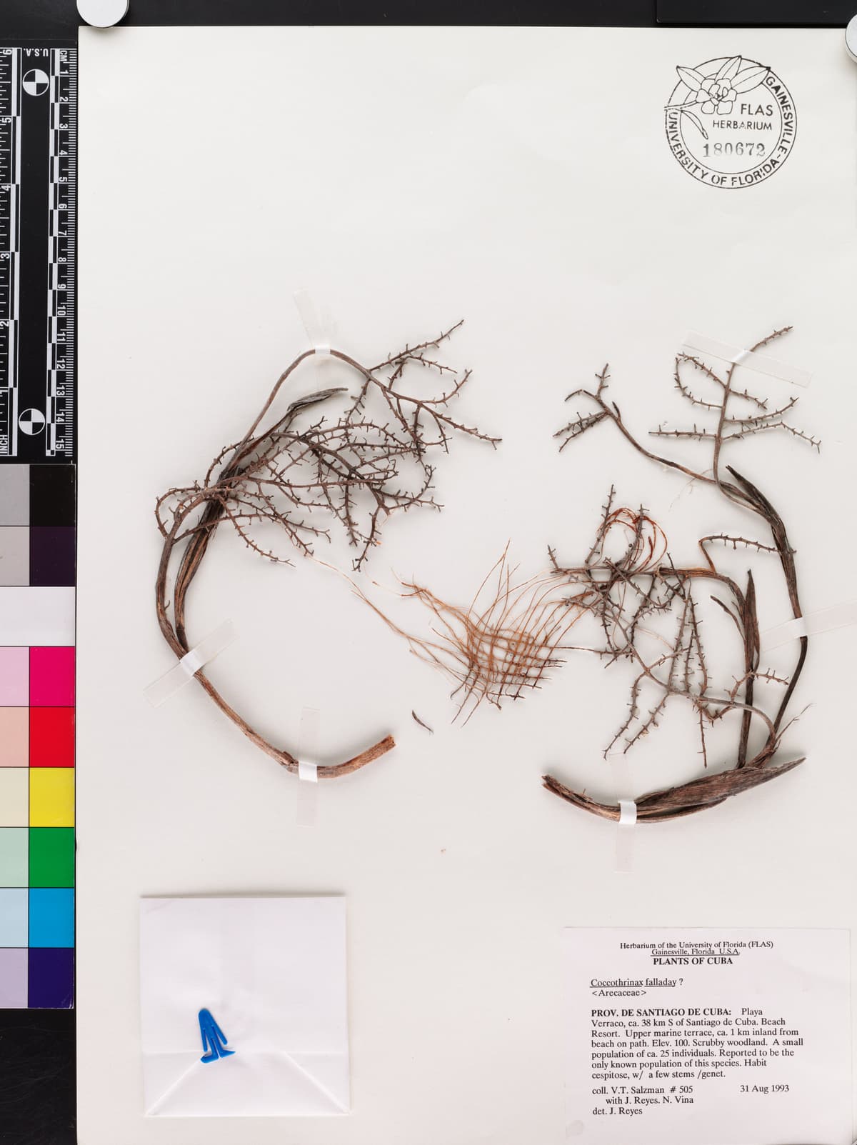 Botanical specimen of Coccothrinax Fagildei.