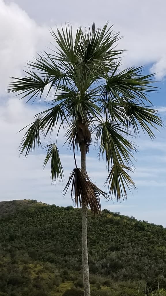 Botanical specimen of Coccothrinax Fragrans.