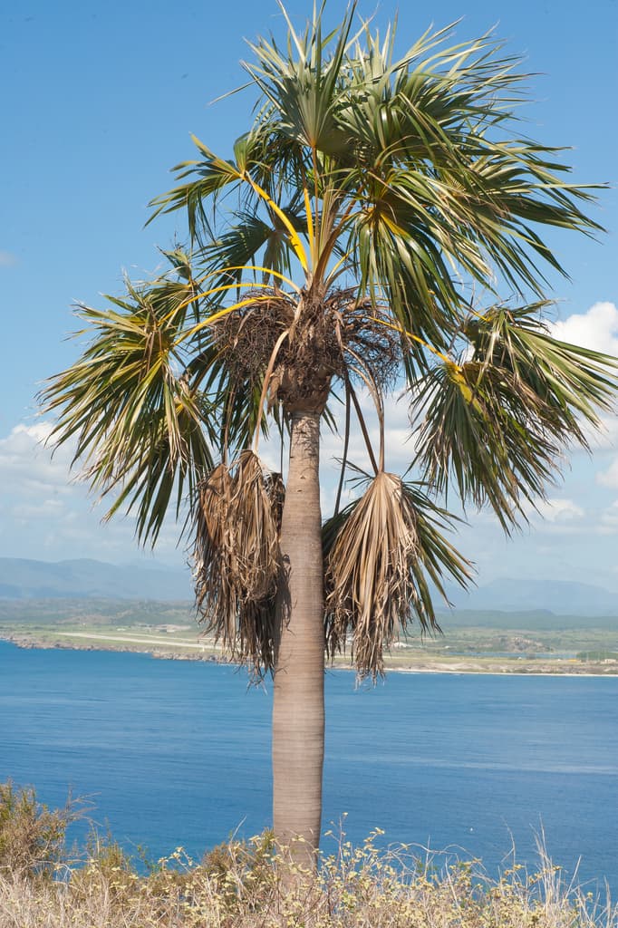 Botanical specimen of Coccothrinax Fragrans.