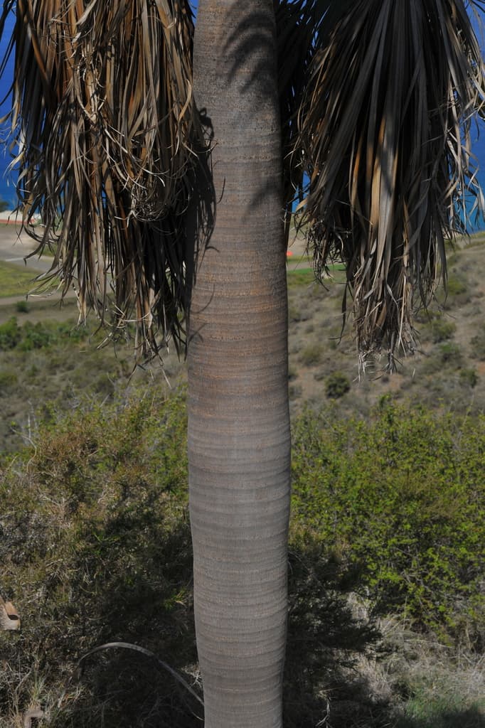 Botanical specimen of Coccothrinax Fragrans.
