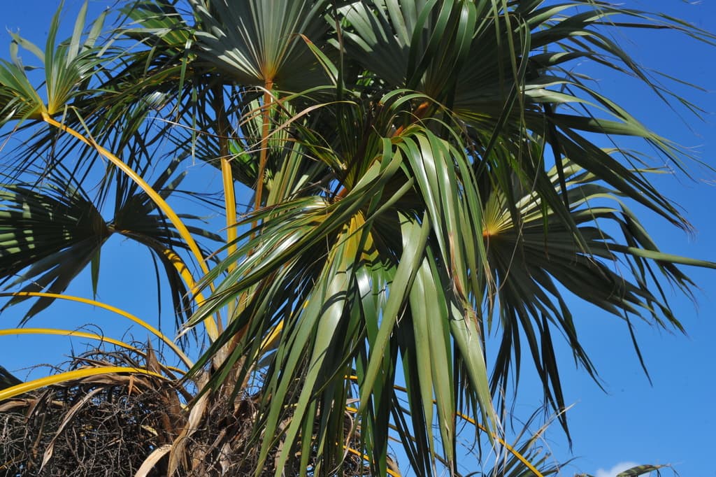 Botanical specimen of Coccothrinax Fragrans.