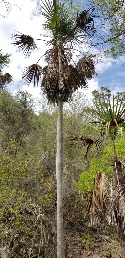 Botanical specimen of Coccothrinax Fragrans.