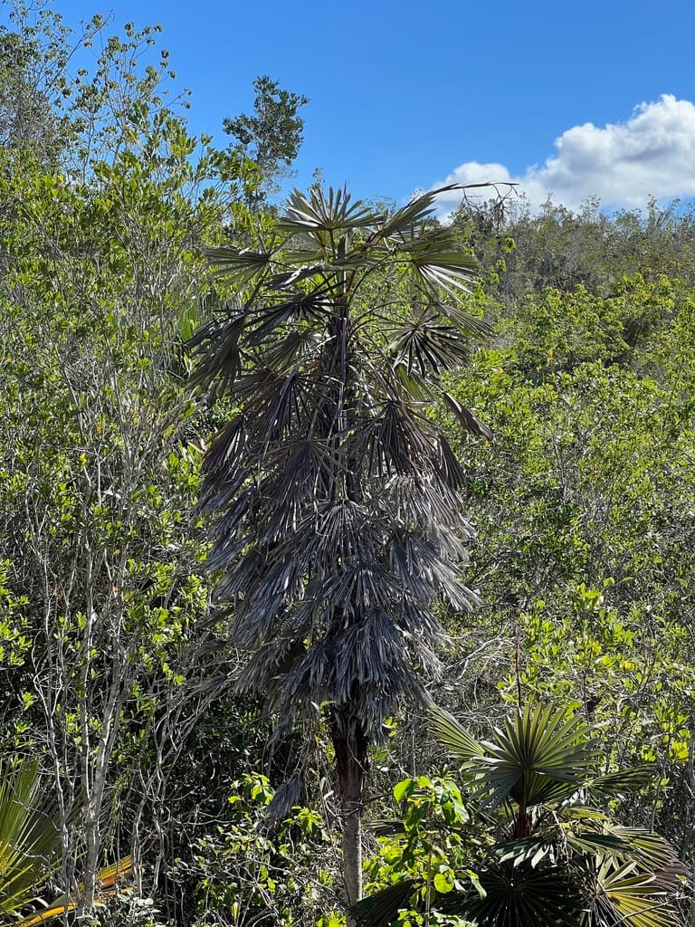 Botanical specimen of Coccothrinax Garciana.