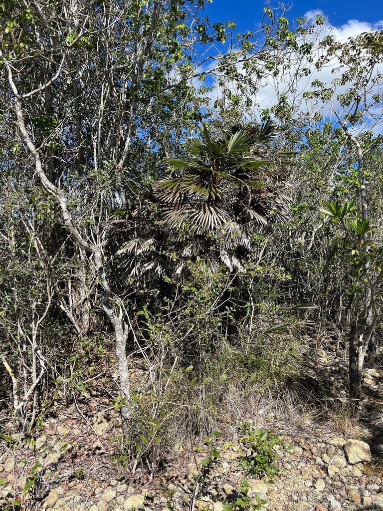 Botanical specimen of Coccothrinax Garciana.