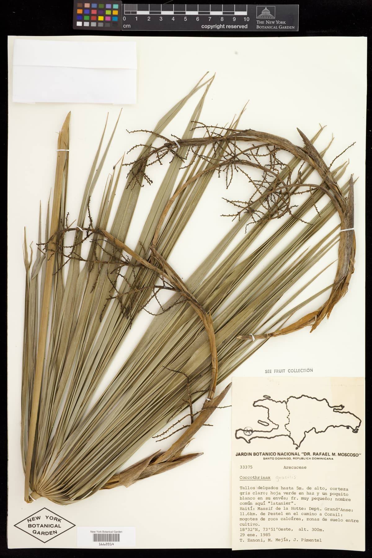 Botanical specimen of Coccothrinax Gracilis.