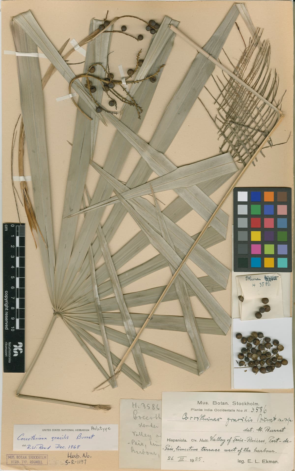 Botanical specimen of Coccothrinax Gracilis.