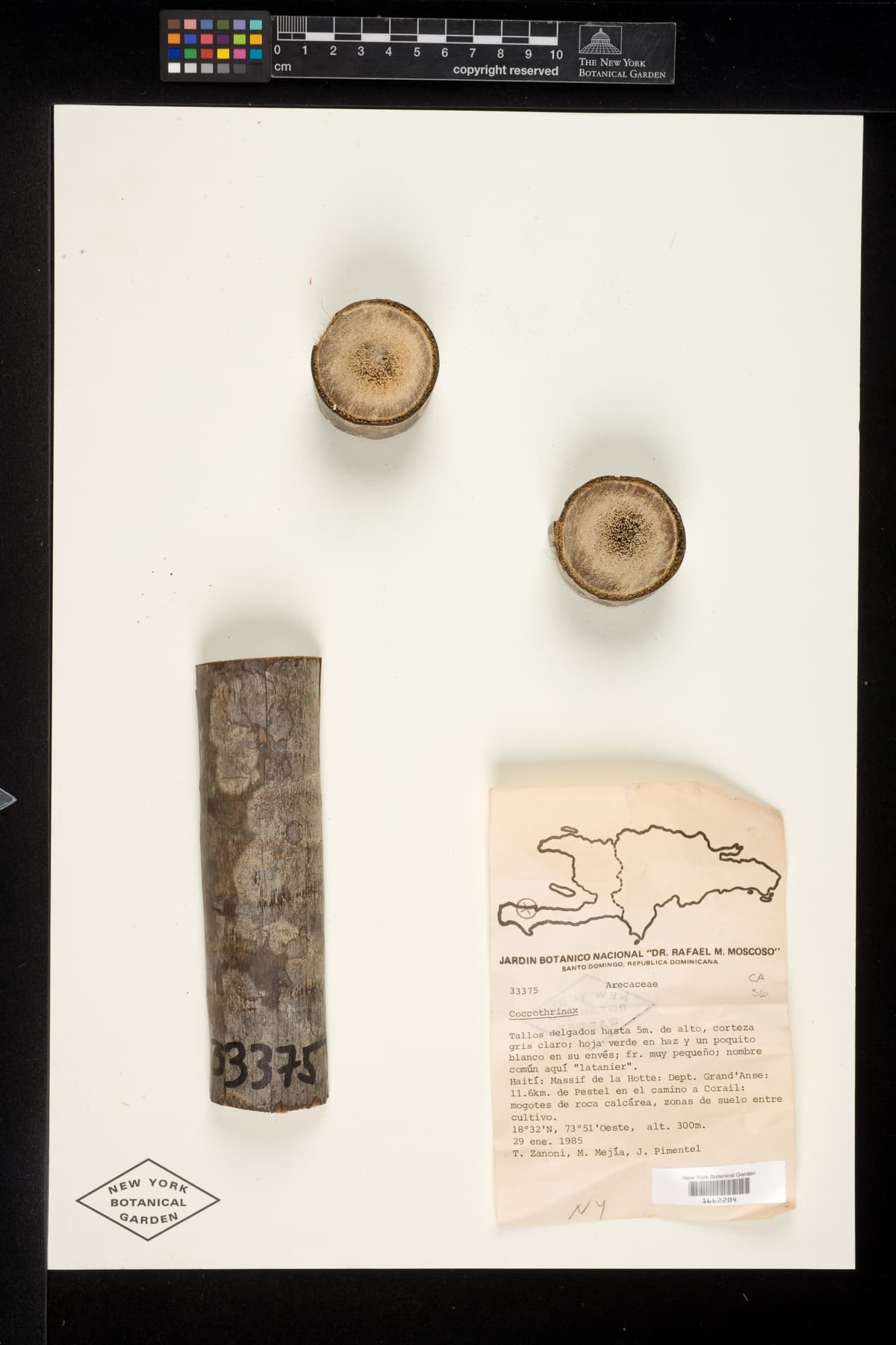 Botanical specimen of Coccothrinax Gracilis.
